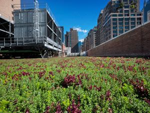 FIT Green Roof
