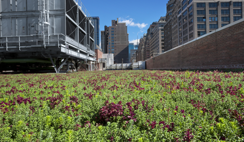 FIT-green-roof