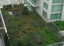 intensive green roof
