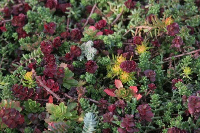 sedum plants in the FIT green roof