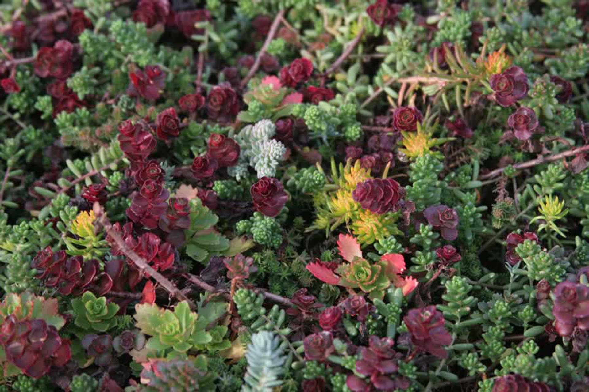 <p>The sedum plants require little maintenance and are hardy enough to survive drought, cold, snow, and ice.</p>