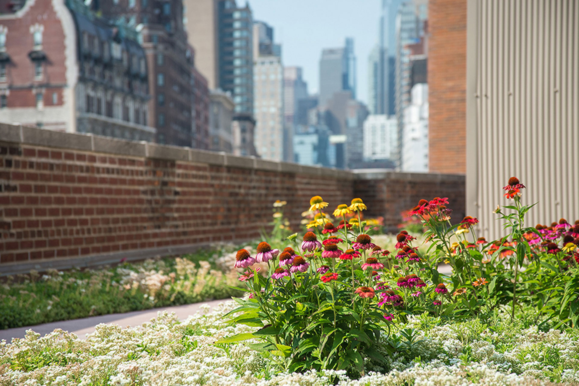 <p>The green roof installation was part of a 6,700-square-foot roof replacement that included converting part of the roof for recreational use.</p>
