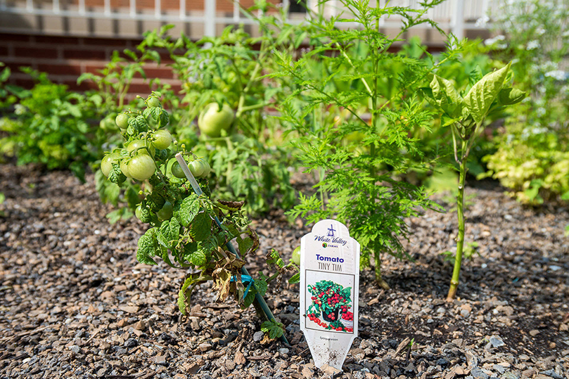 <p>The eight-inch deep garden planter bed is made out of 100% recycled high-density polyethylene and filled with engineered soil. The church is growing a variety of vegetables in it, including tomatoes, peas, and watermelon.</p>
